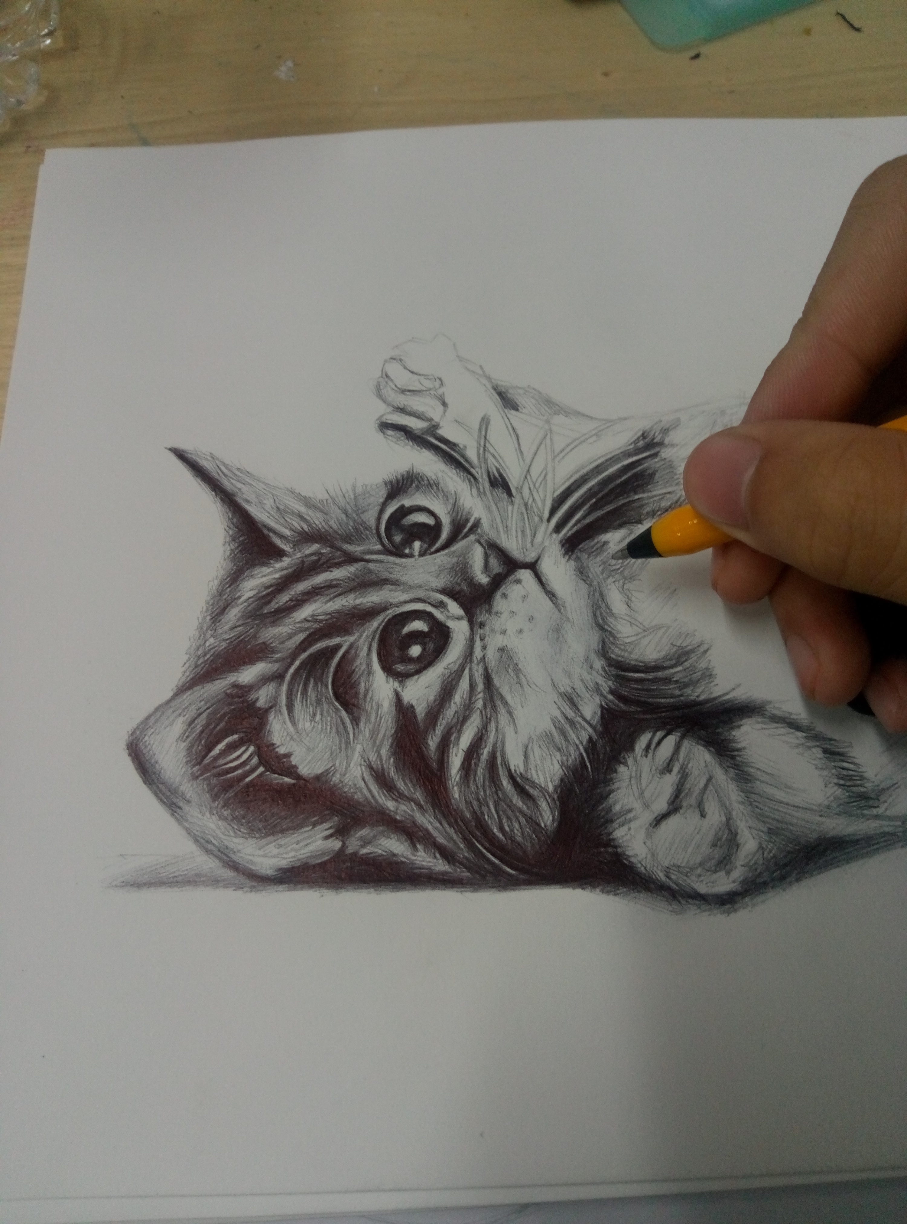 圆珠笔画小猫