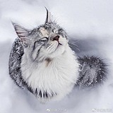 ANN小妮的头像