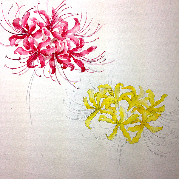 【节气手帖】秋风门前过,石蒜花开一点红.