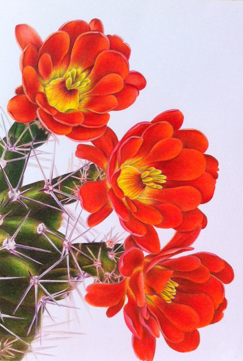 仙人掌（图ZMjc2MzYzMDQ=） - 创作习作 - 站酷设计师开开心心直到永远原创素材 - 站酷ZCOOL