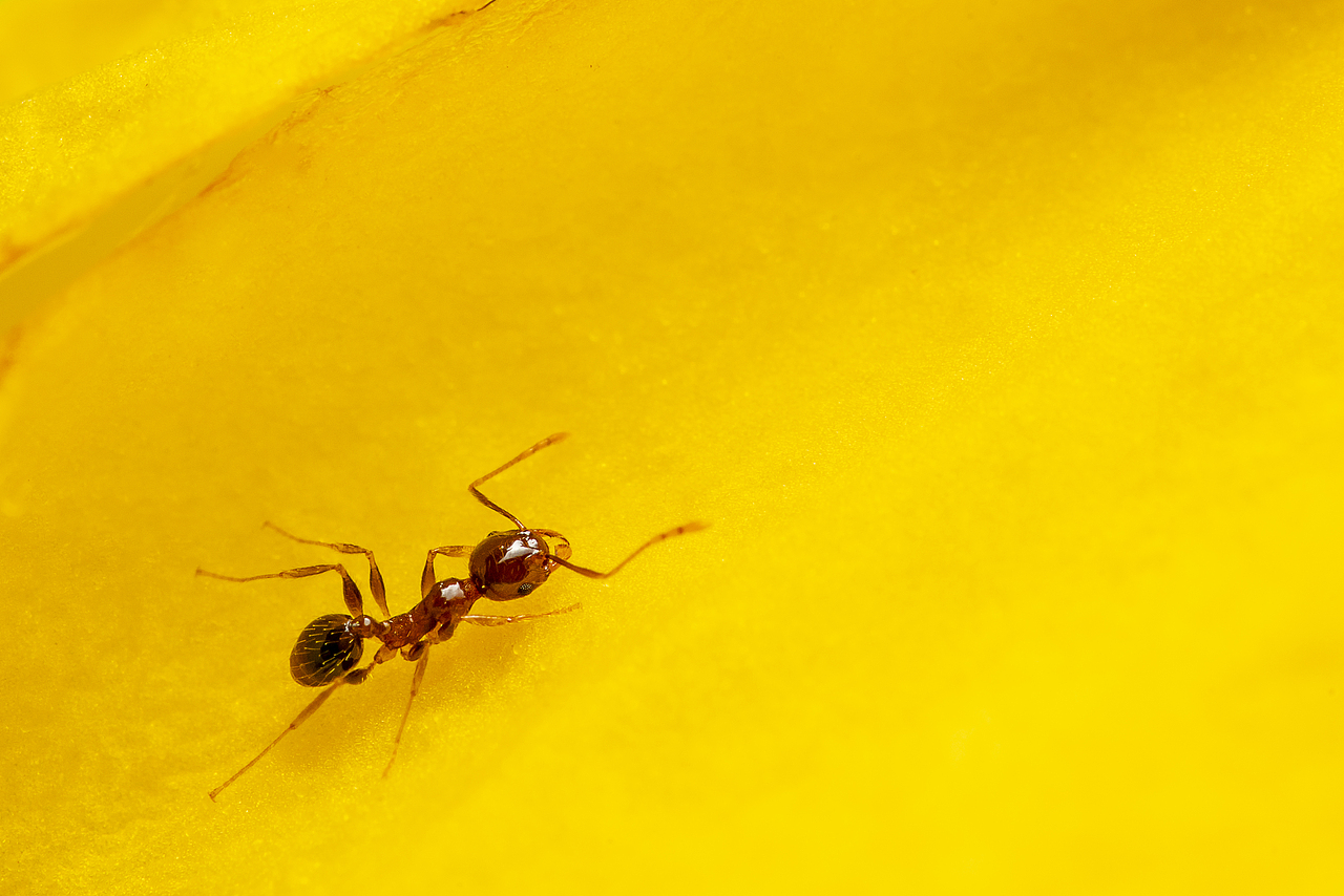 微观世界-今天在家抓了个壮丁（图ZMTk4ODI0ODU2） - 风光摄影 - 站酷设计师bracelee原创素材 - 站酷ZCOOL
