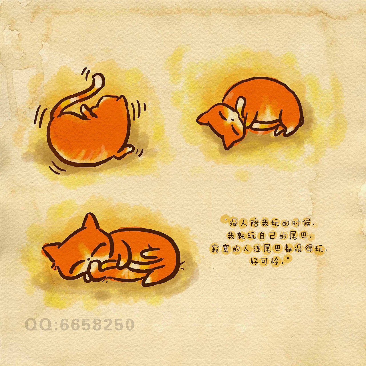 《猫言猫语前传第一季》当毛毛还是一只真猫的时候