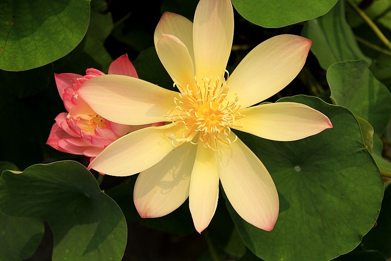 单反の莲花世界（图ZMTMwOTEwMjA=） - 风光摄影 - 站酷设计师小屁颠原创素材 - 站酷ZCOOL