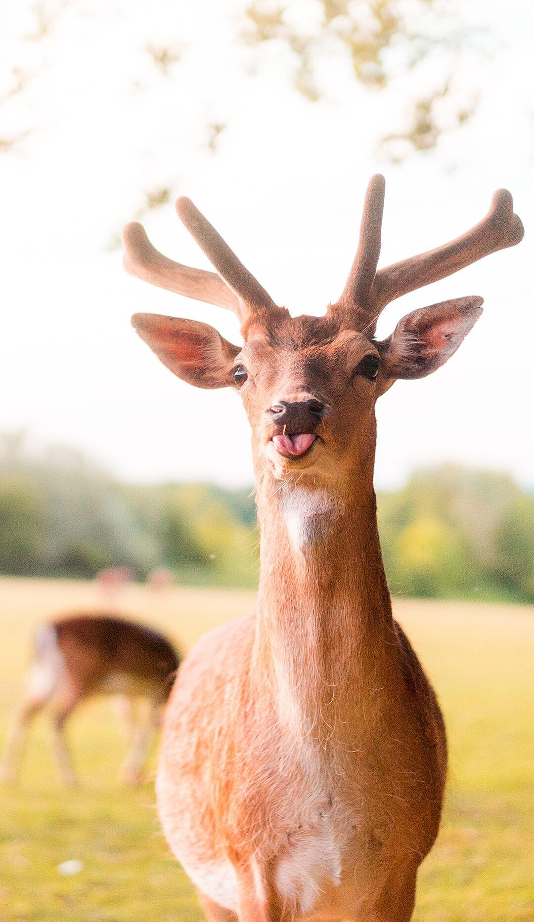 4K高清壁纸来了,超适合华为手机系列的动物世界壁纸