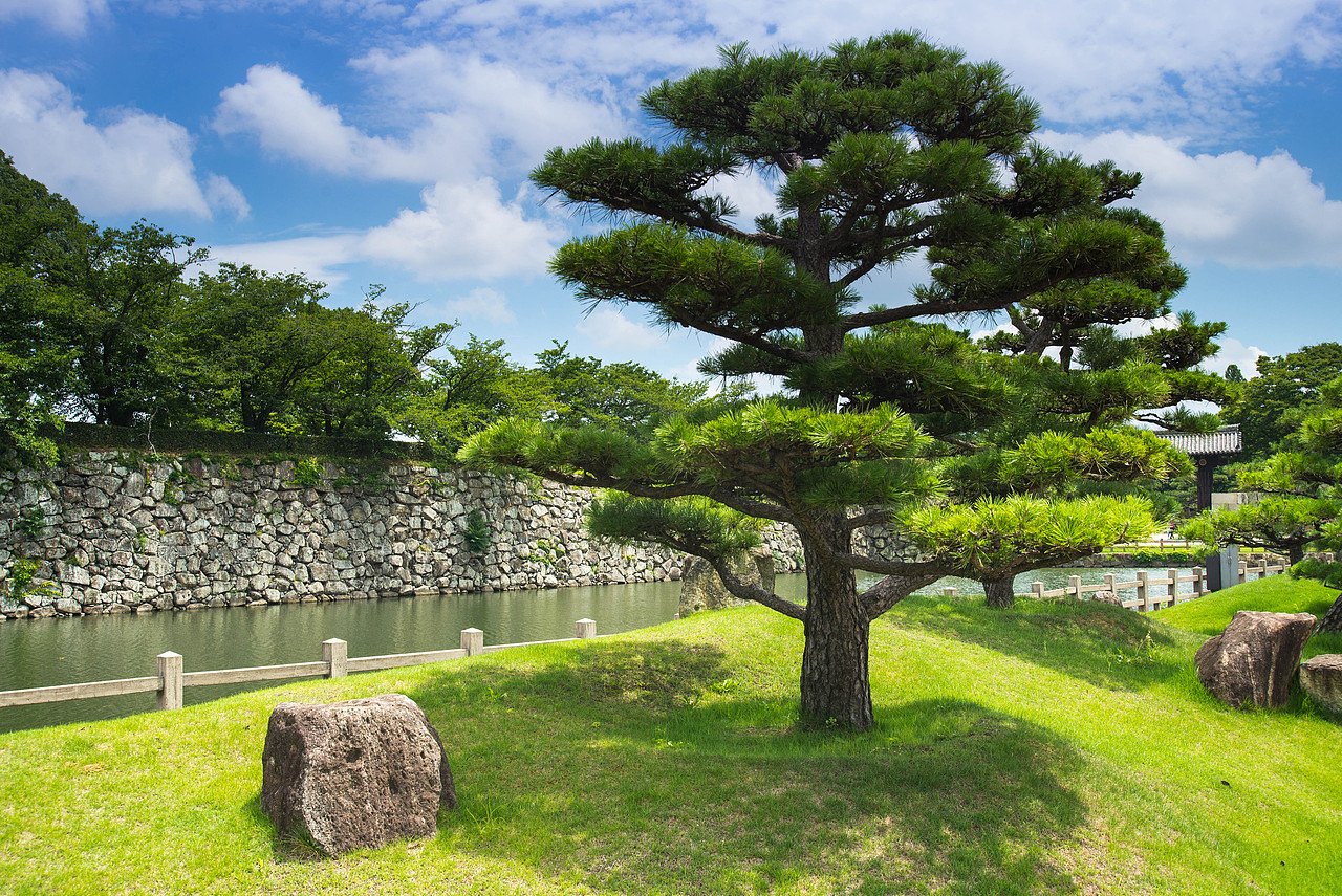 姬路城堡门口的松树