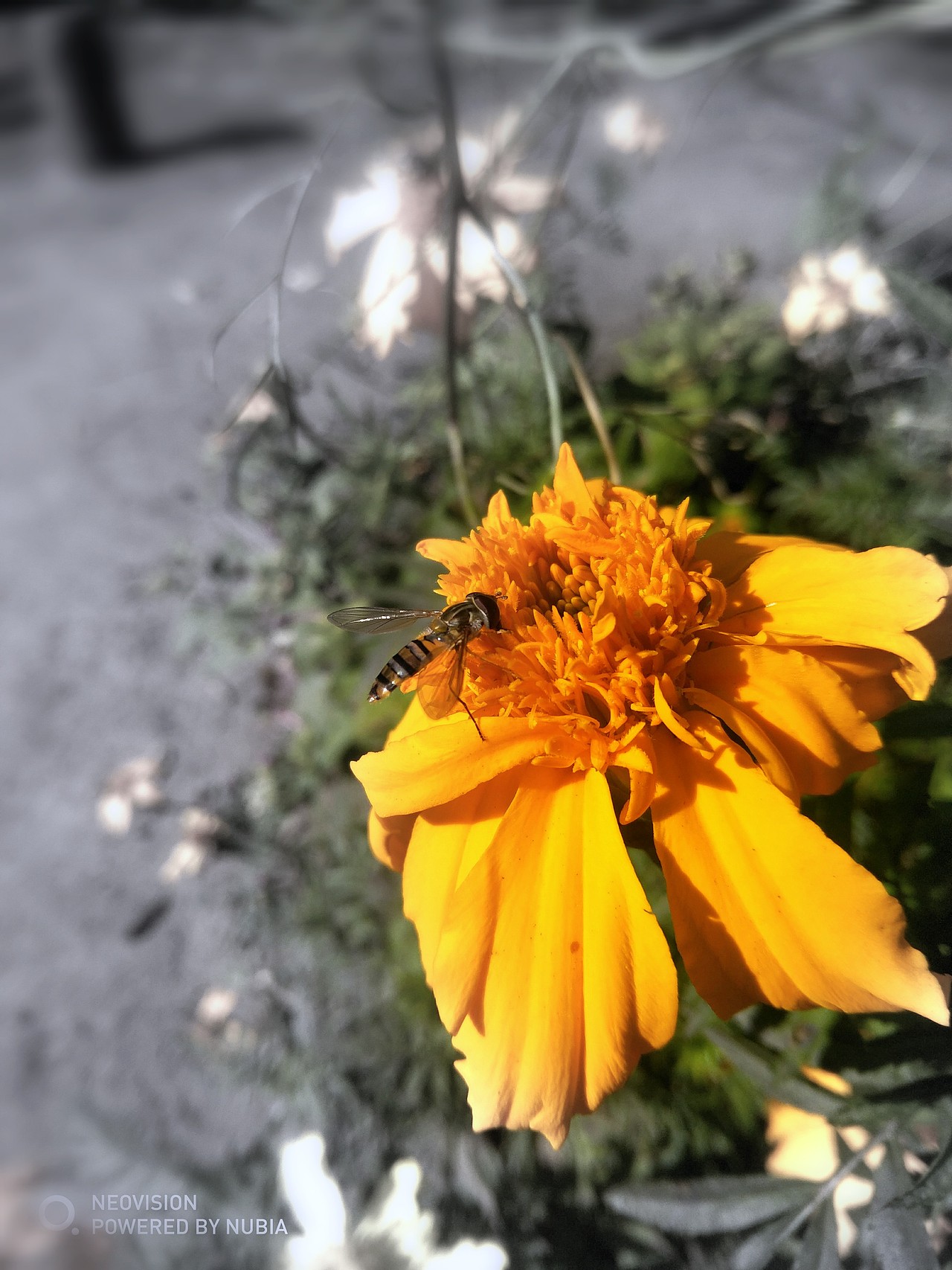 野芳发而幽香（图ZMjExMzcwOTA4） - 其他摄影 - 站酷设计师一只肥胖的柒原创素材 - 站酷ZCOOL