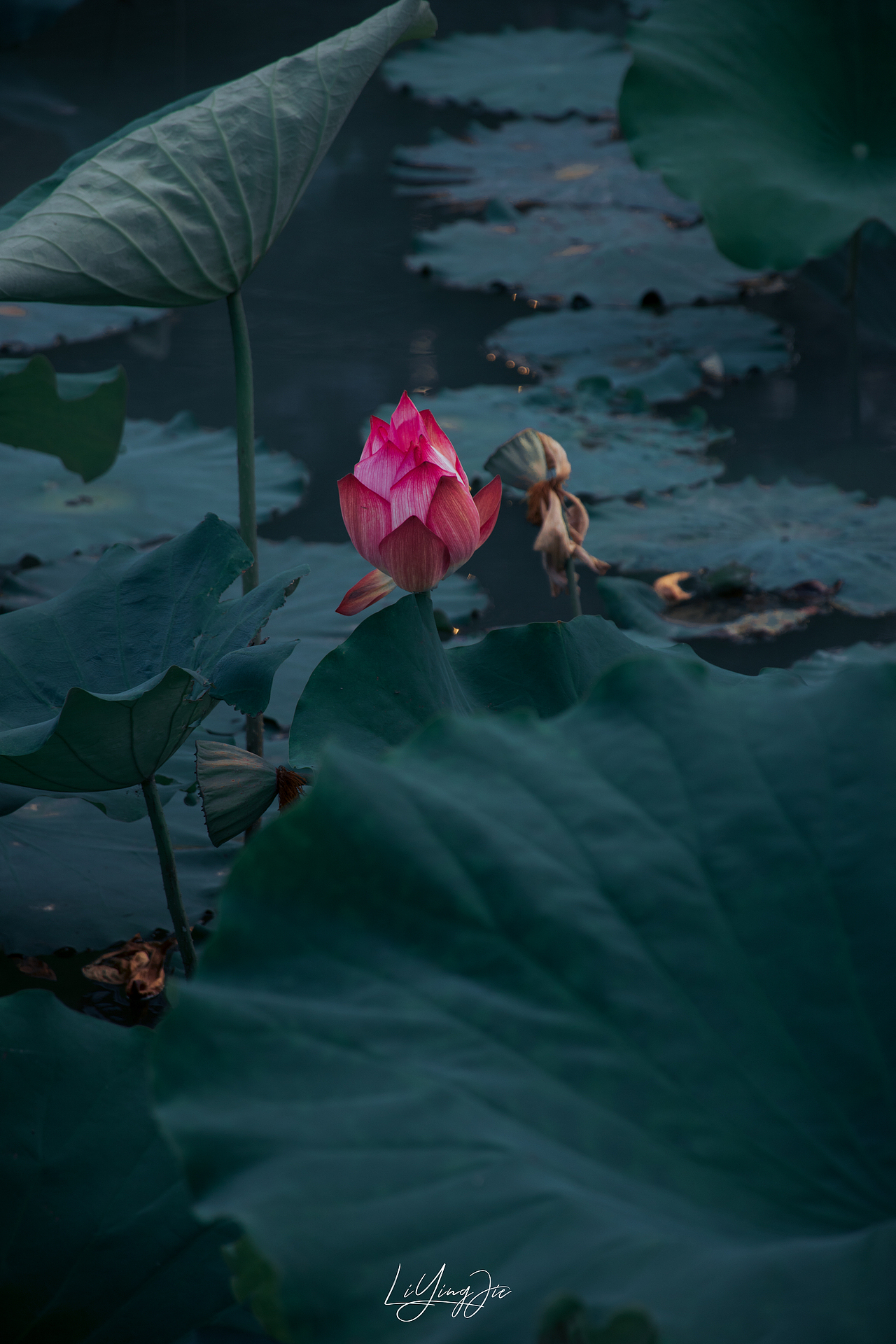 水出芙蓉（图ZMjEzNTkzNjAw） - 产品摄影 - 站酷设计师与海为邻原创素材 - 站酷ZCOOL