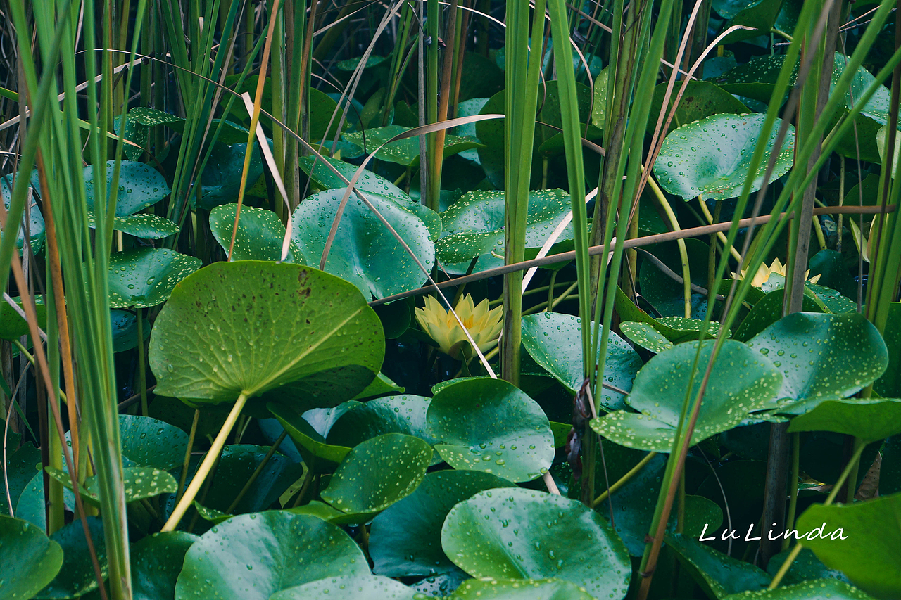 水莲花（图ZMjI5Nzk3MDUy） - 风光摄影 - 站酷设计师脖几LuLinda原创素材 - 站酷ZCOOL
