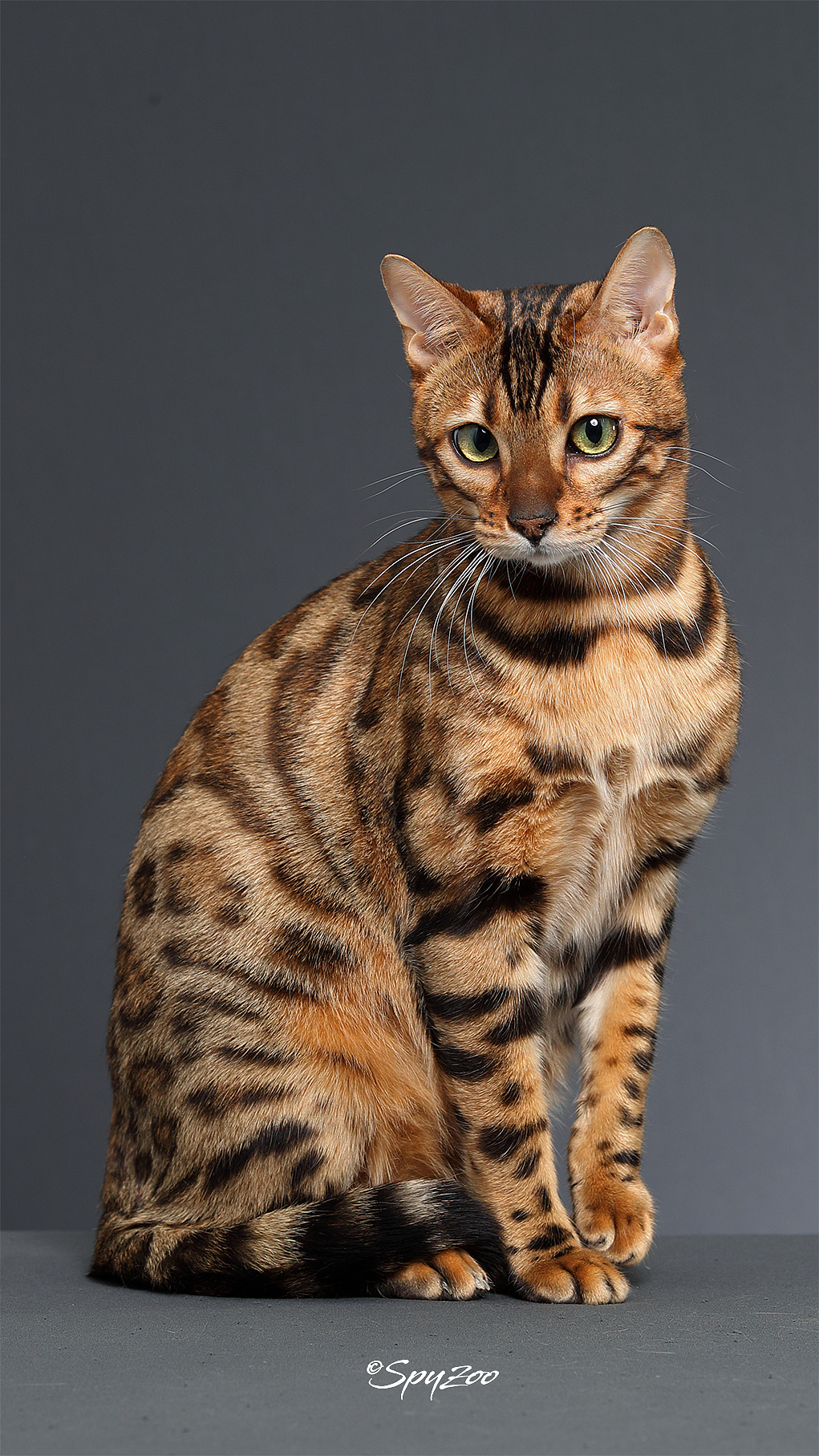 孟加拉豹猫比赛现场拍摄