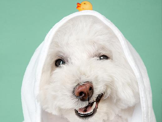 【動物照相館】白泰迪