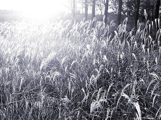 刘勇良手机纪实摄影：人生如梦逝者如风