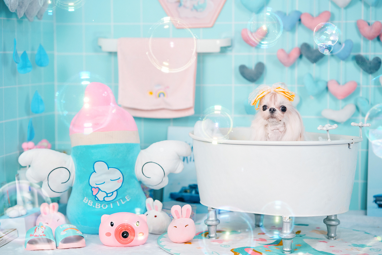 马尔济斯犬合集——宠爱拾光宠物摄影