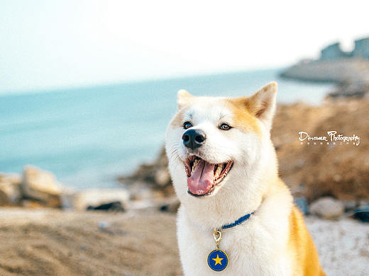 夏天的海和秋田阿福