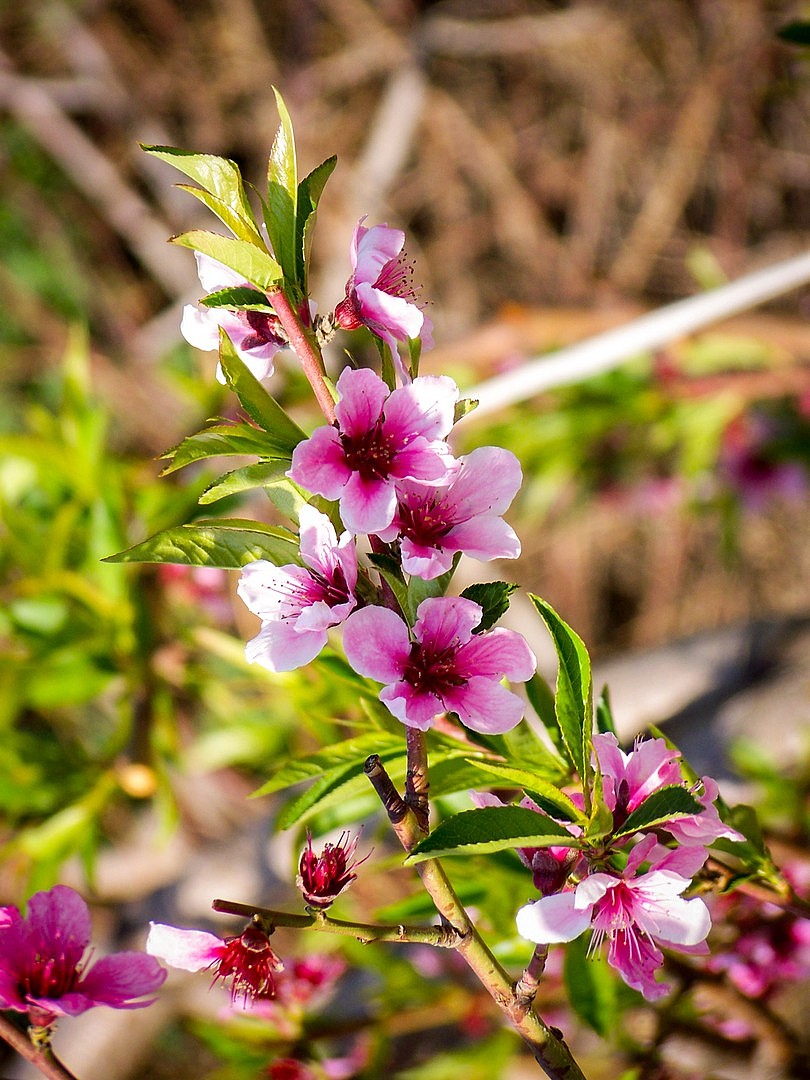 春日蟠桃花艳红