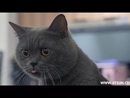 哲信抖音营销传播小视频/营销策划/品牌设计/哲信