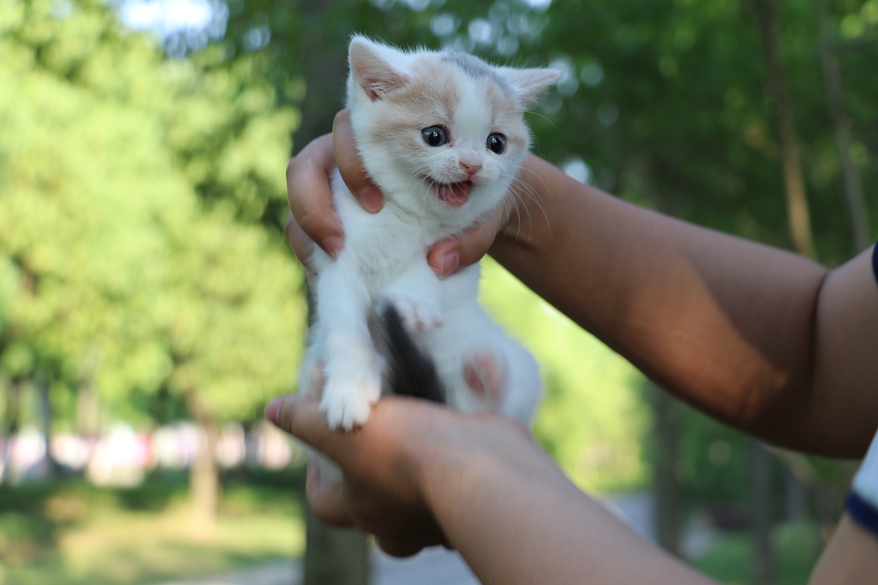 英短猫 0504英短小三花母-朵朵-20day260g-27day340g