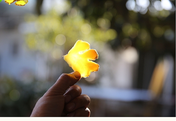 淘宝详情黄姜干片