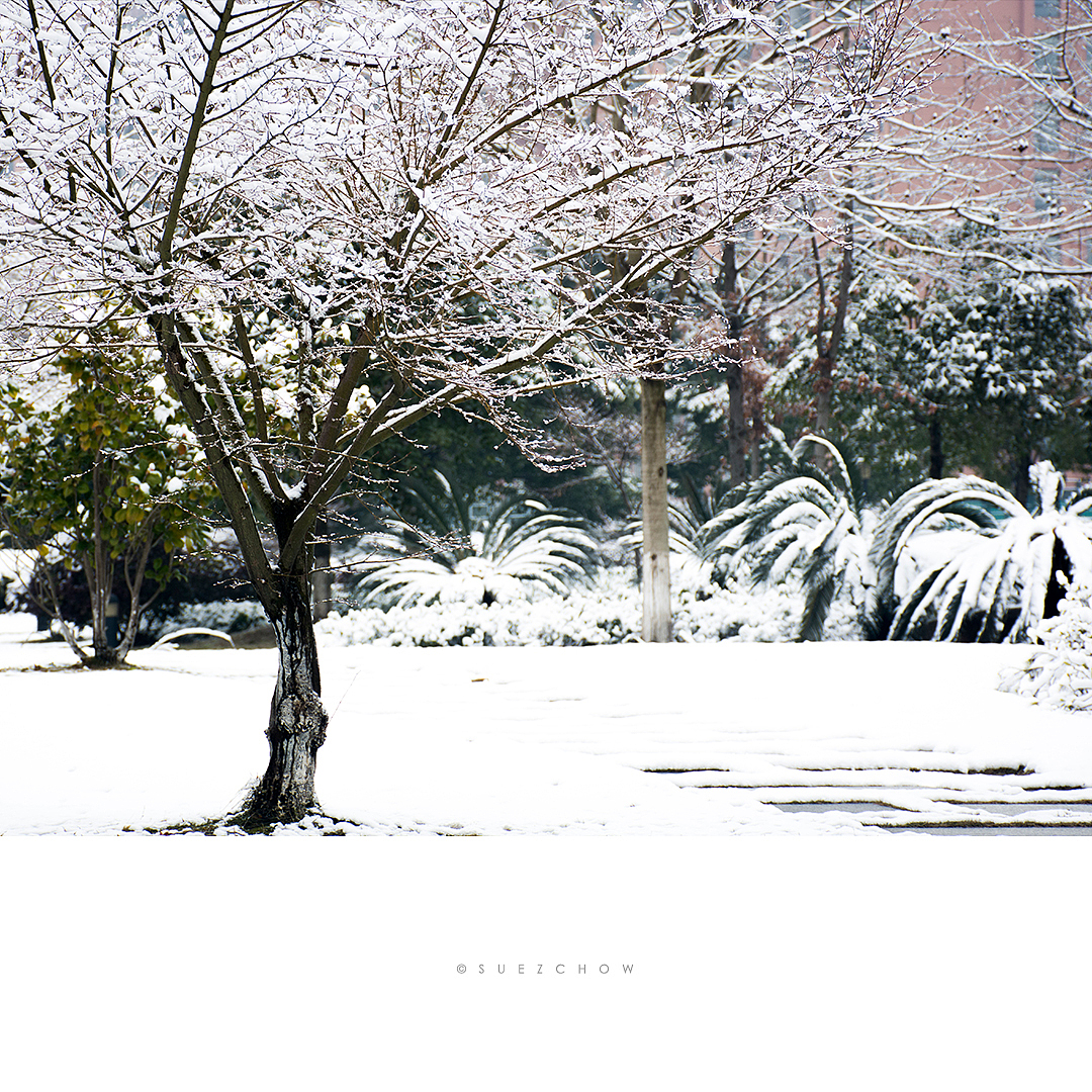 这样的小雪太安静。