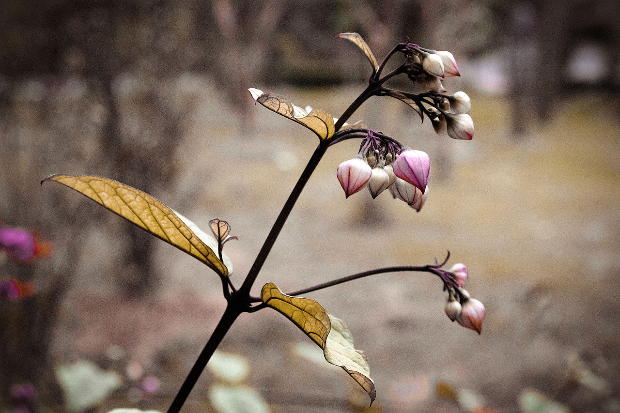 攝影作品（圖ZMjI5MzkyODU2） - 修圖/后期 - 站酷設(shè)計(jì)師何真真原創(chuàng)素材 - 站酷ZCOOL
