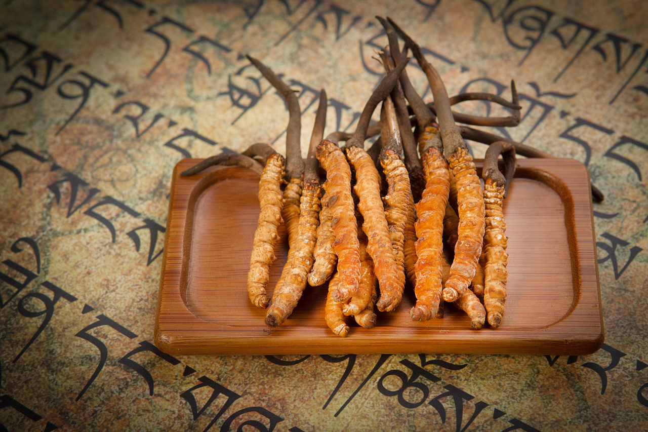 高丽参,冬虫夏草 摄影