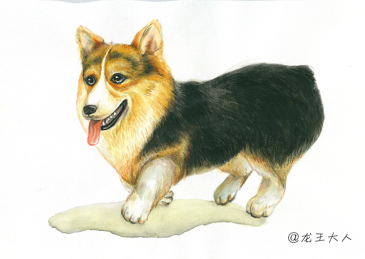 萌萌哒小柯基|插画|创作习作|金龙鱼jl_原创作品-站酷zcool