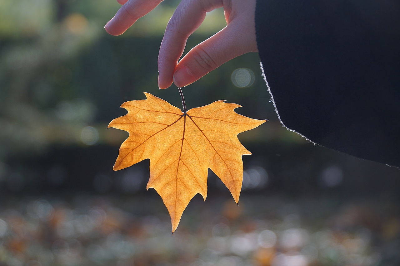 银杏一天（图ZOTYzNTg5OTY=） - 风光摄影 - 站酷设计师画设计的刘豫州原创素材 - 站酷ZCOOL