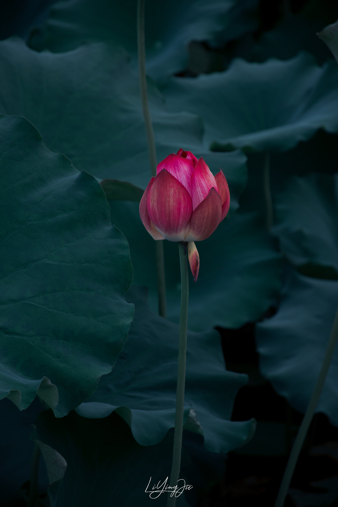 水出芙蓉（图ZMjEzNTkzNTY4） - 产品摄影 - 站酷设计师与海为邻原创素材 - 站酷ZCOOL