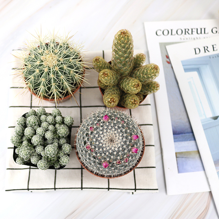 仙人掌-绿植-植物（图ZMTQyNzk1ODUy） - 产品摄影 - 站酷设计师糖少爷原创素材 - 站酷ZCOOL