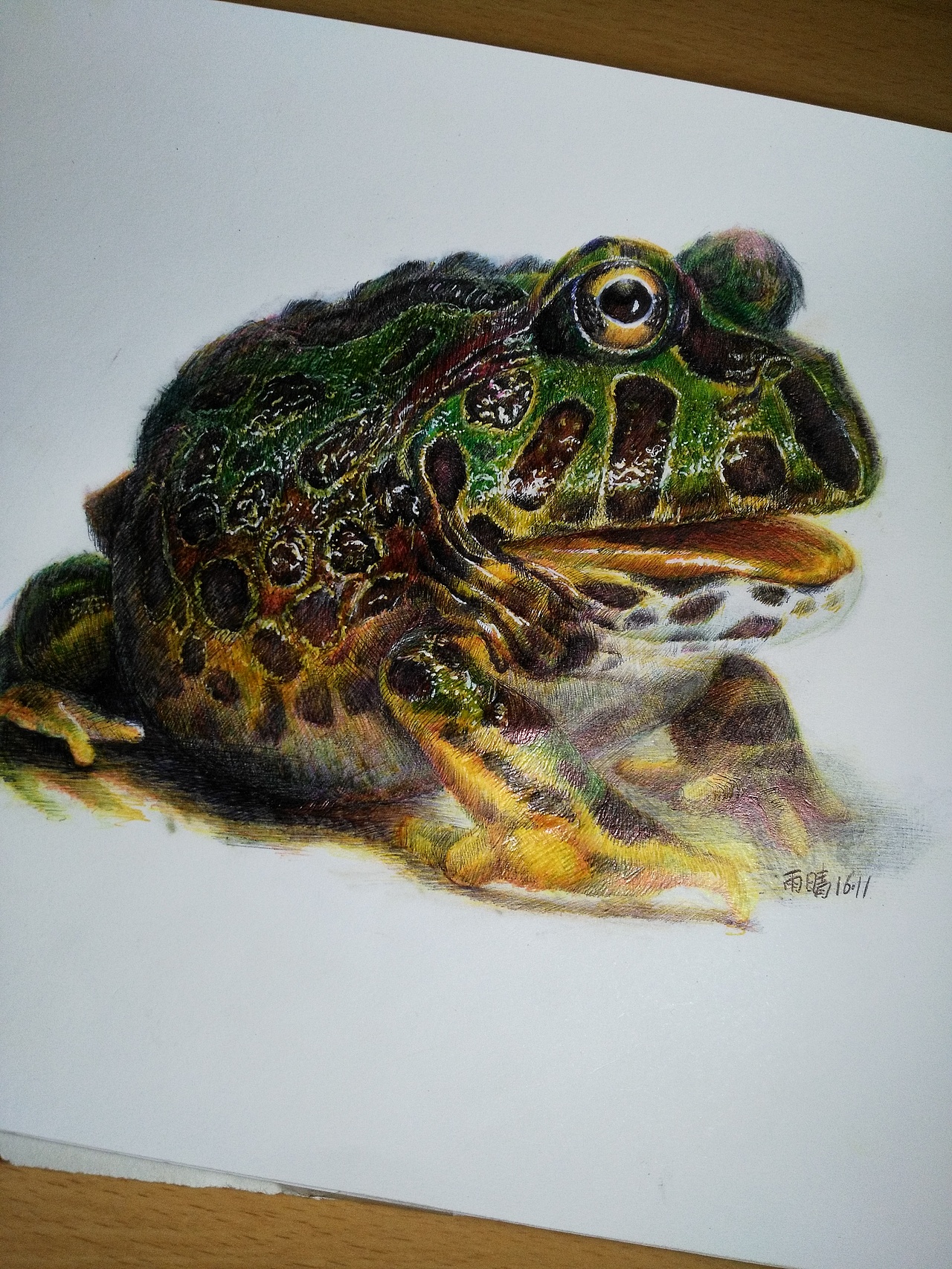 牛蛙临摹_yq手绘-站酷zcool