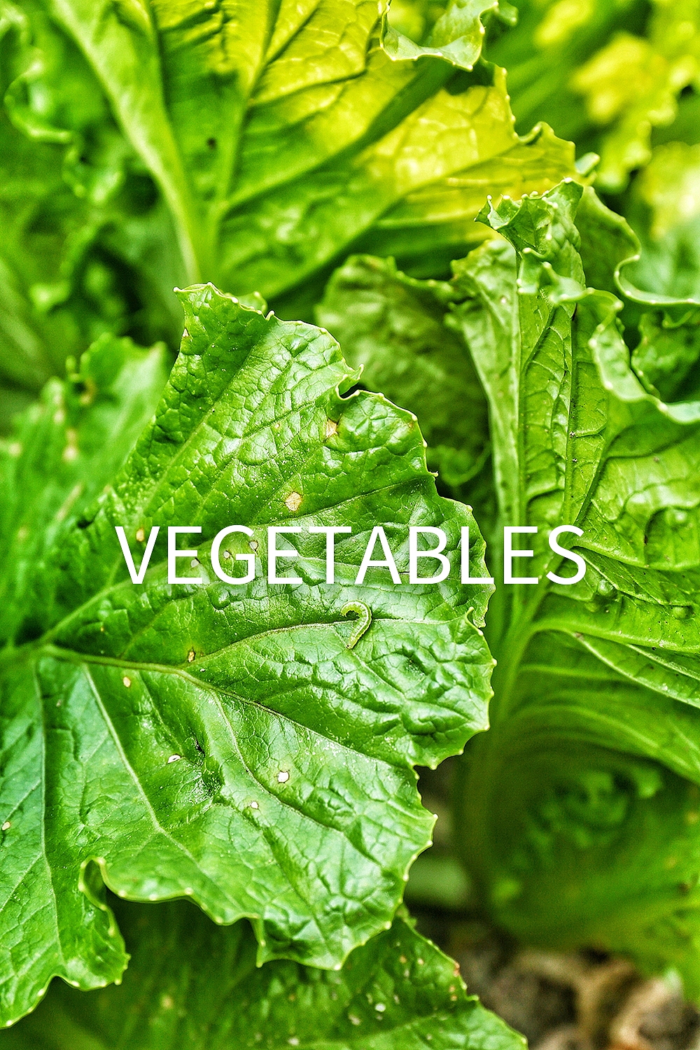 原创作品：个人自由摄影作品/蔬菜/静物/后期