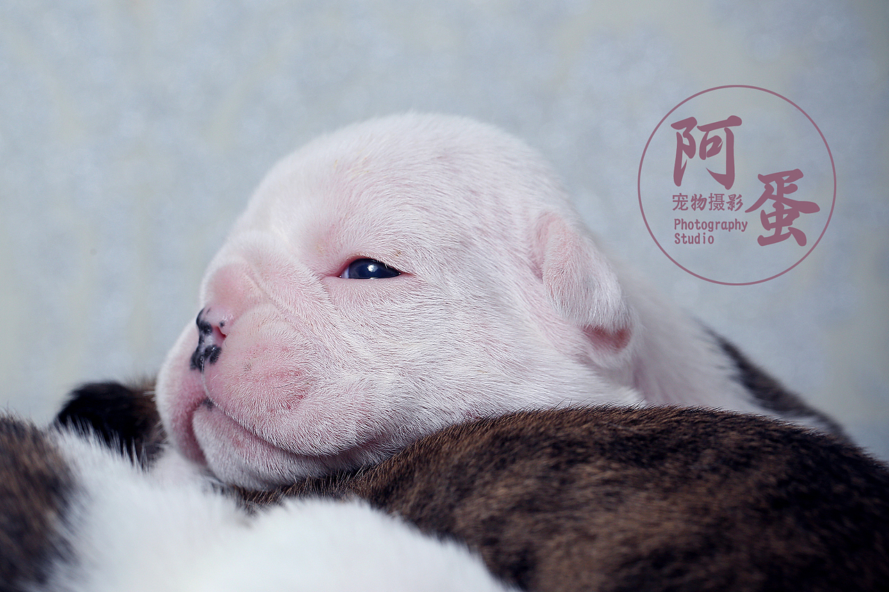 宠物摄影大美大胖和孩子们（图ZMTg2NjAzNjMy） - 其他摄影 - 站酷设计师摄影师阿j原创素材 - 站酷ZCOOL