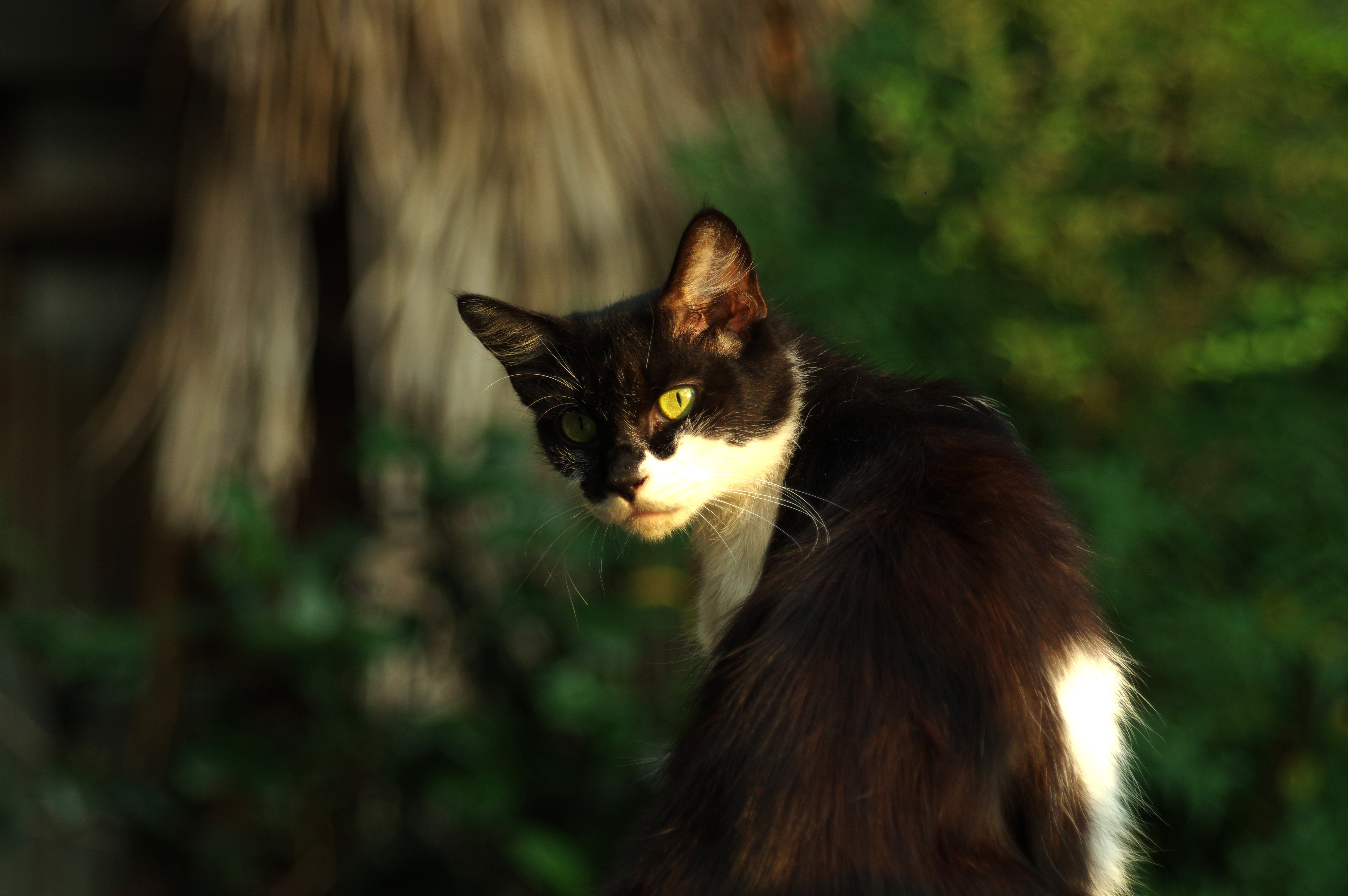 梓君_良的个人主页（封面预览） - 主页封面设置 - 站酷设计师梓君_良原创素材 - 站酷ZCOOL