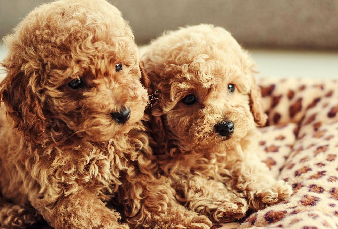 朋友家新出生的小狗