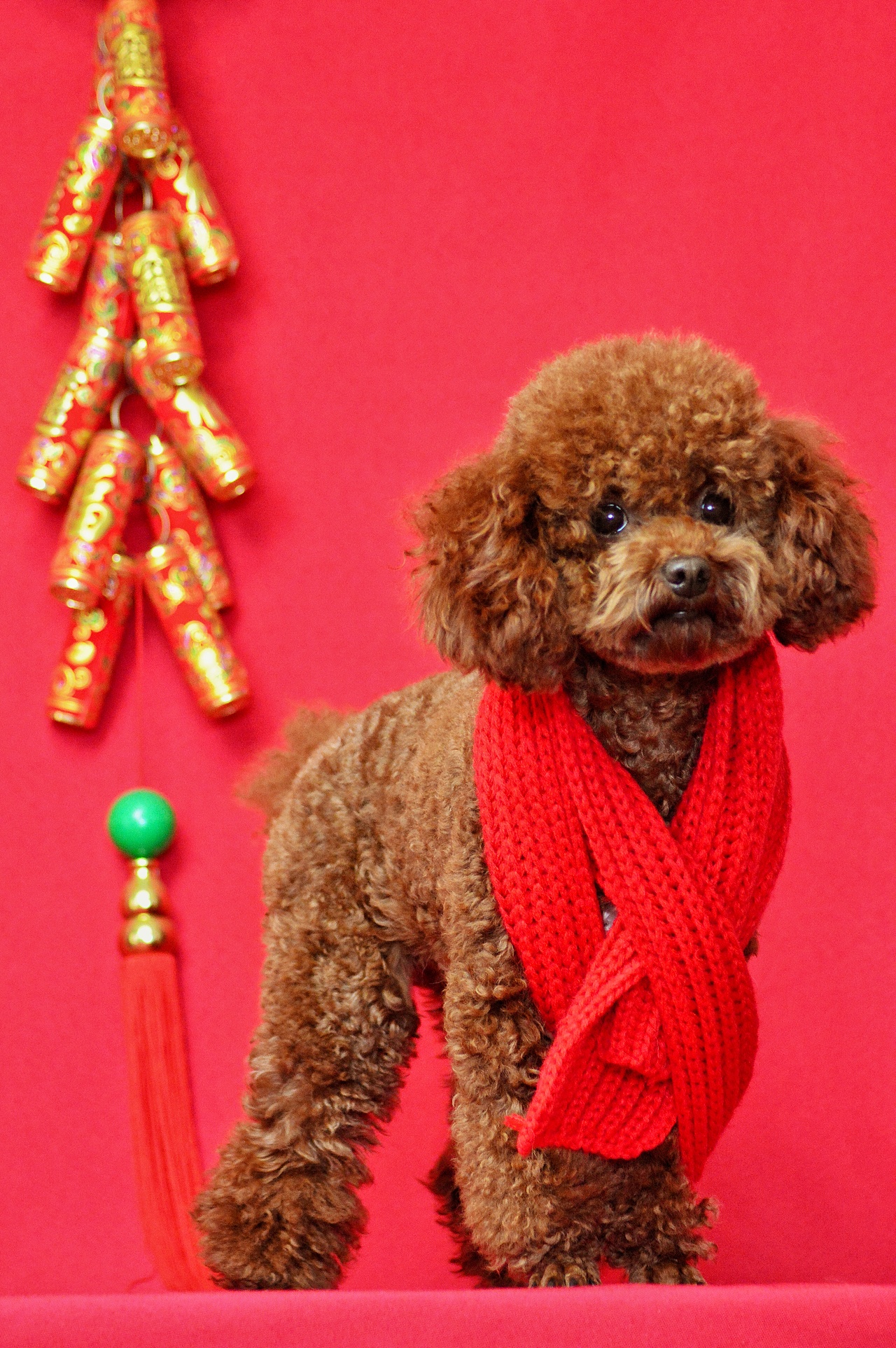 2018宠物合集（图ZMTQ0MDU5MzMy） - 宠物摄影 - 站酷设计师黑猫姐姐原创素材 - 站酷ZCOOL