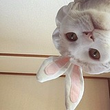重设的头像