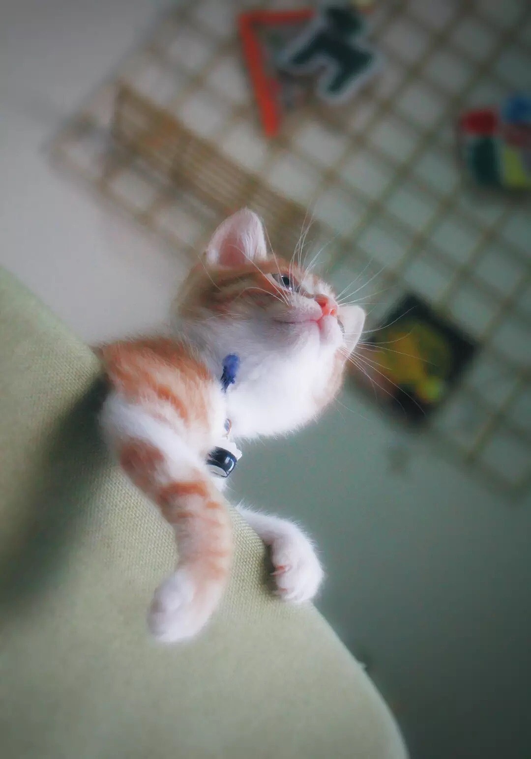 我家有个动物园 / 猫咪篇（图ZMTEyNTIwNTky） - 宠物摄影 - 站酷设计师歪哎去zz原创素材 - 站酷ZCOOL