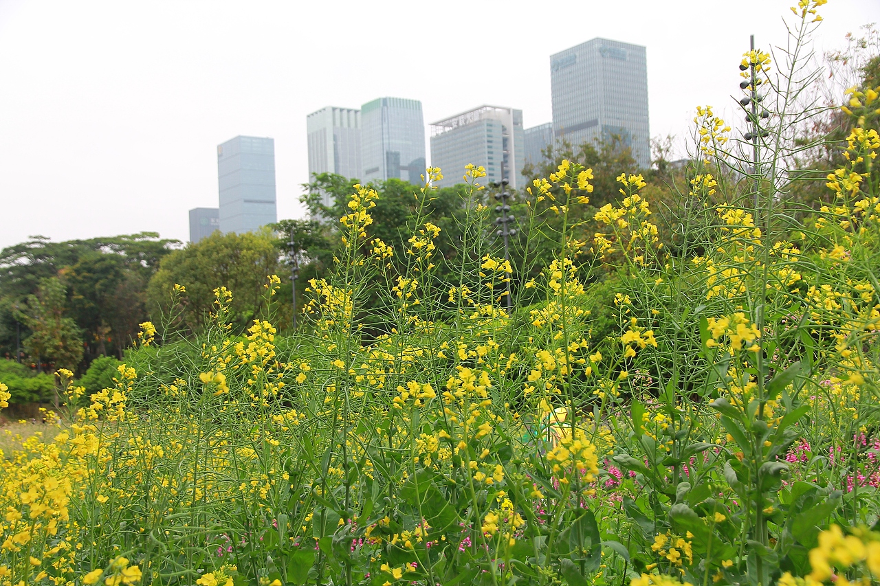 静物摄影 | 油菜花盛开啦