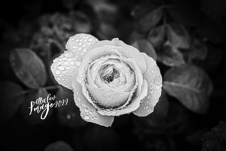 2022年度总结（图ZMzI2NzYxNDI4） - 风光摄影 - 站酷设计师Alex1205原创素材 - 站酷ZCOOL