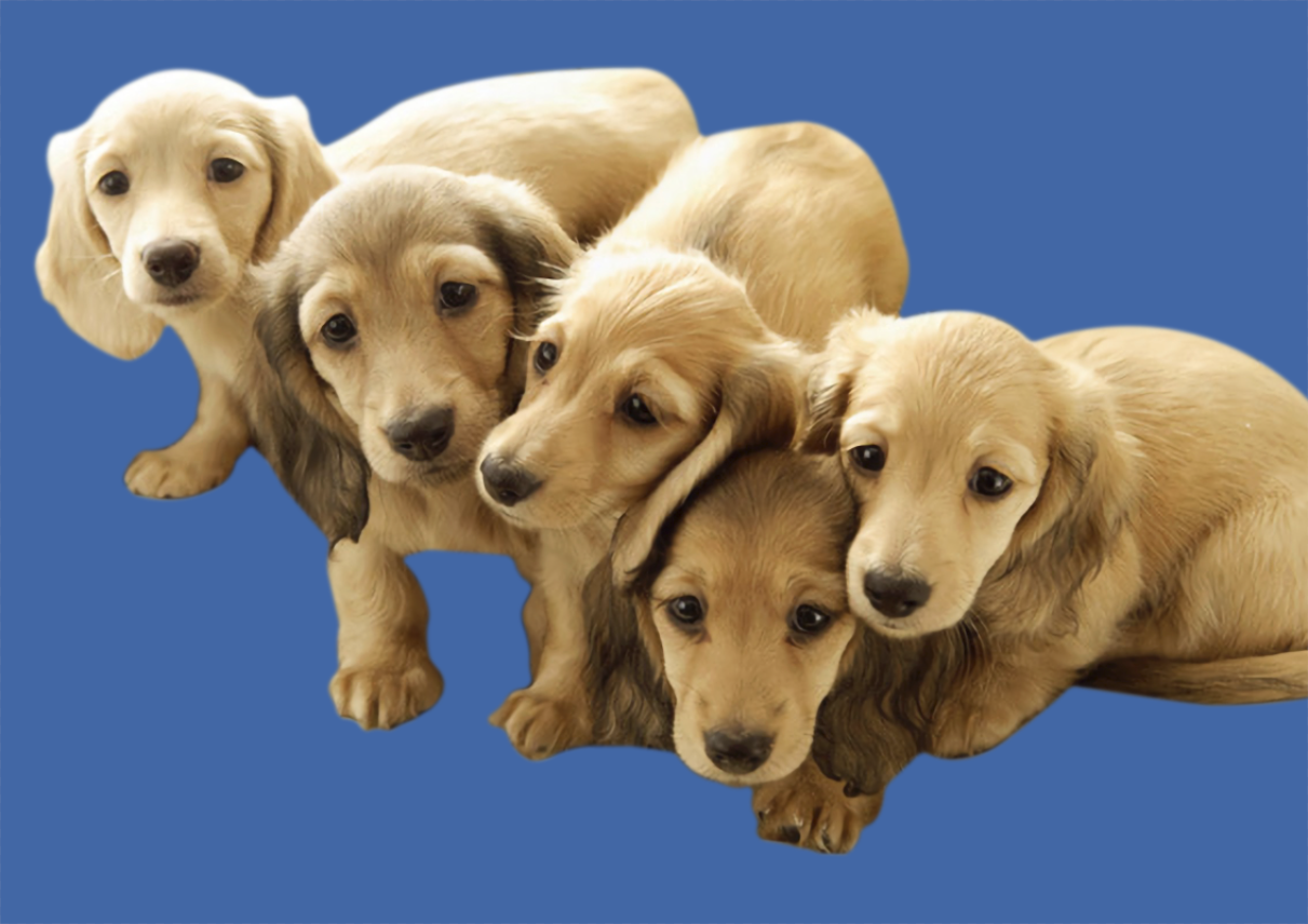 ps抠图系列25狗狗2