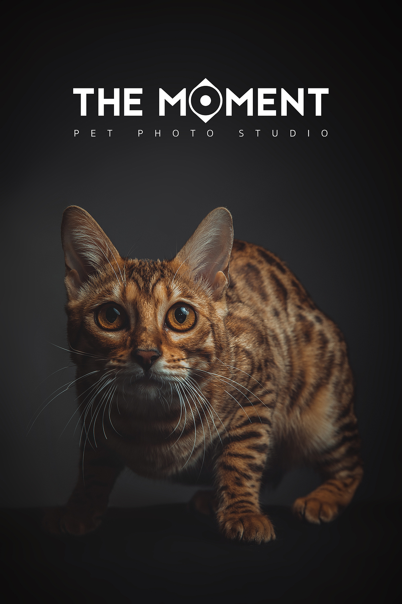 宠物摄影 四只豹猫（图ZMjg1Njc0MzU2） - 宠物摄影 - 站酷设计师皆欢原创素材 - 站酷ZCOOL