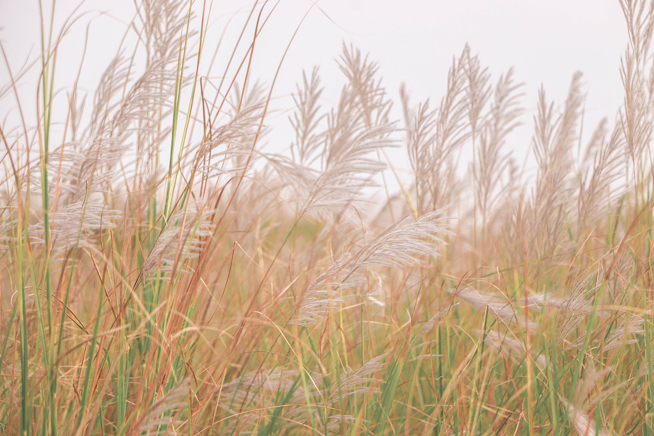 秋日芦苇（图ZMzM3OTg1NzQw） - 风光摄影 - 站酷设计师林二三_原创素材 - 站酷ZCOOL