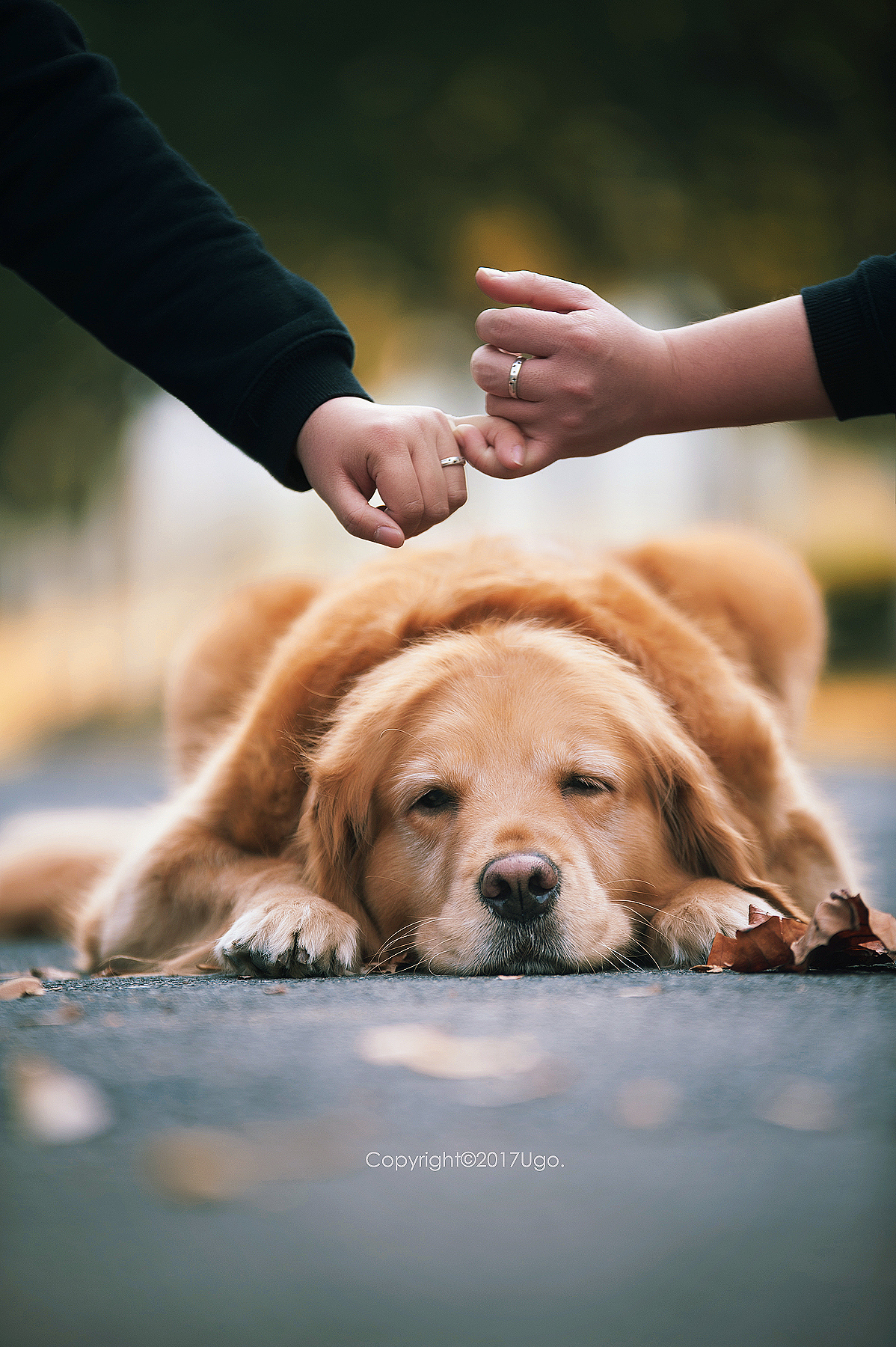 enchanted着迷 【动物摄影师何某某个人作品16】（图ZNzIzMDE2NTY=） - 宠物摄影 - 站酷设计师超级何某某原创素材 - 站酷ZCOOL