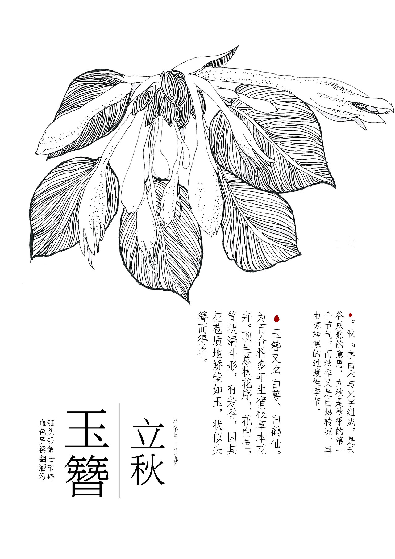 二十四节气花卉插画设计