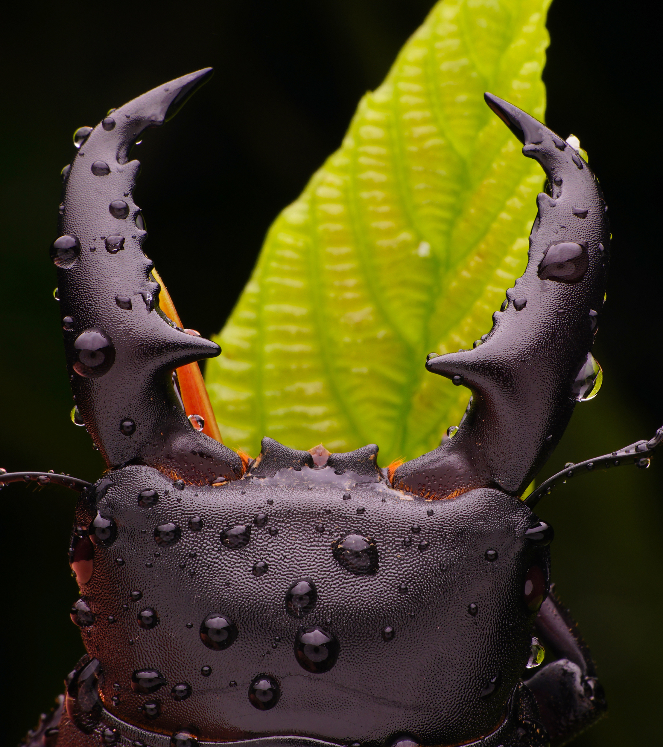 生态微距摄影一组帅气不常见的物种