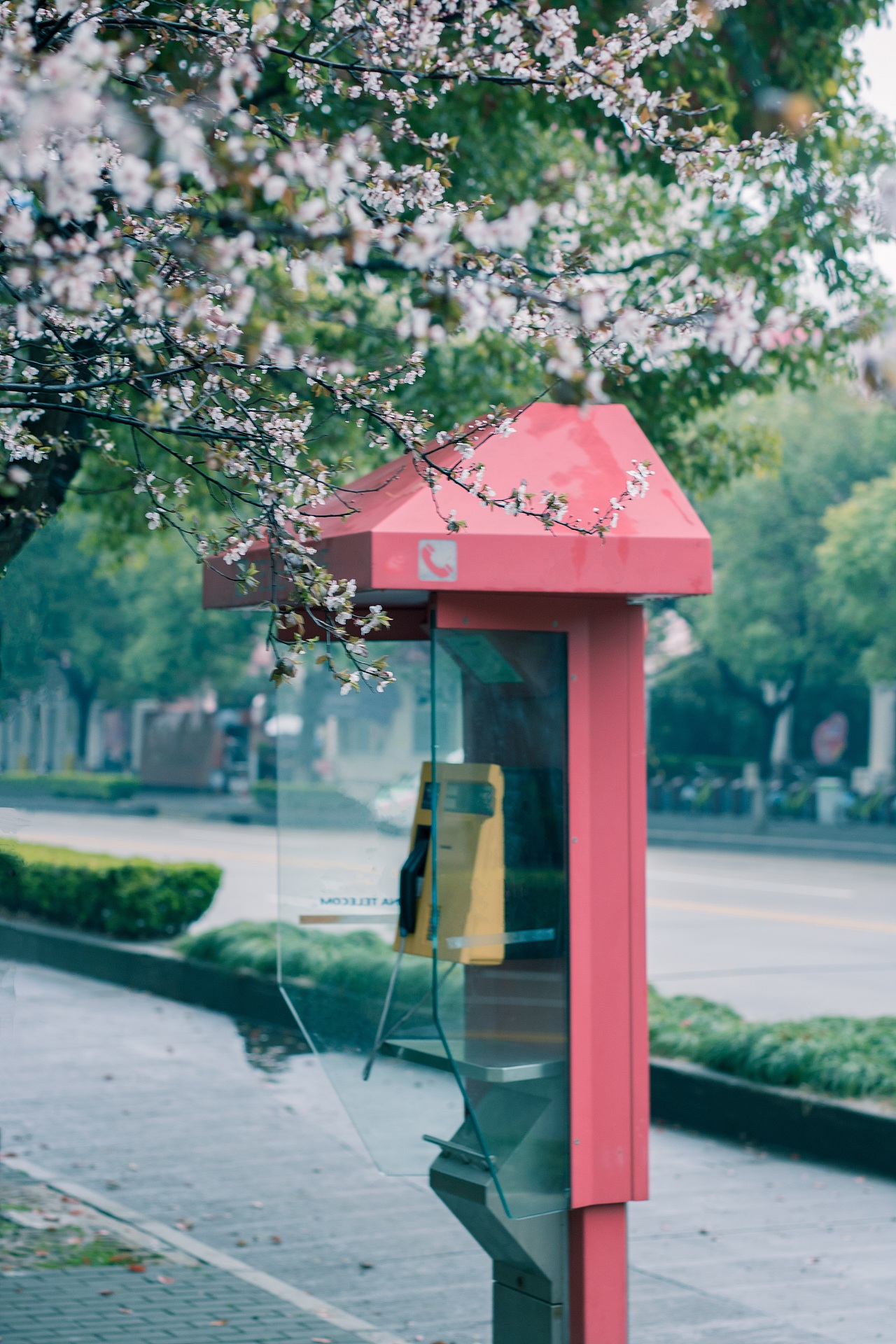 翻去年小區(qū)的春天，今年的春天花也要開啦！~（圖ZMTA2MTA2NzQ0） - 人文/紀(jì)實(shí)攝影 - 站酷設(shè)計(jì)師正在做任務(wù)原創(chuàng)素材 - 站酷ZCOOL