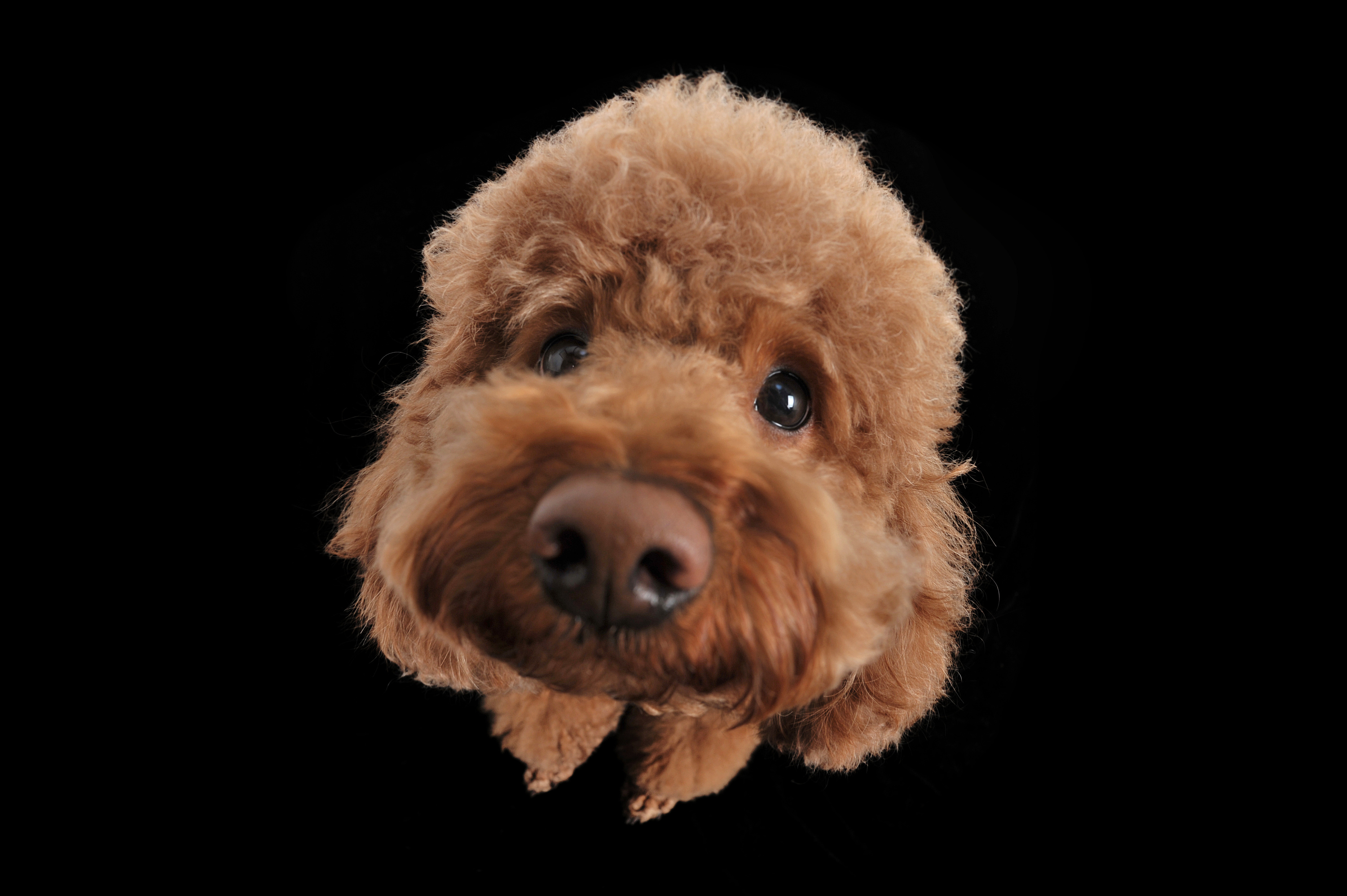 憨憨|摄影|动物|威子文化传媒 - 原创作品 - 站酷 (zcool)