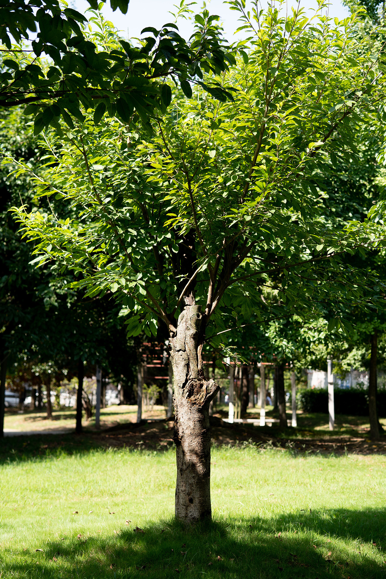 【扫街人文】宜昌西坝公园