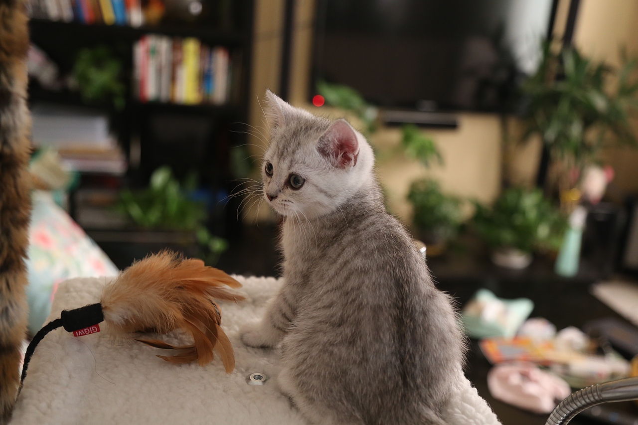 二个月的小猫