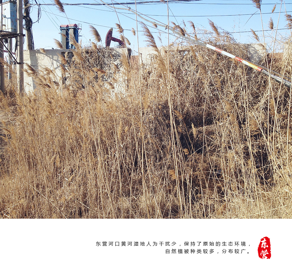 我的家乡（图ZMjQ5NTAxNDQ=） - 宣传物料 - 站酷设计师不认识的木子先森原创素材 - 站酷ZCOOL