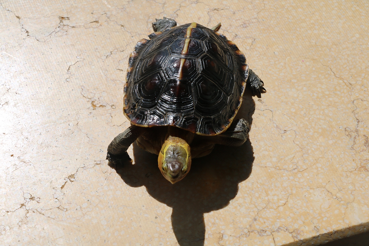 国家二级保护动物黄缘闭壳龟